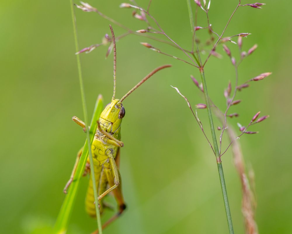 В траве сидел кузнечик...