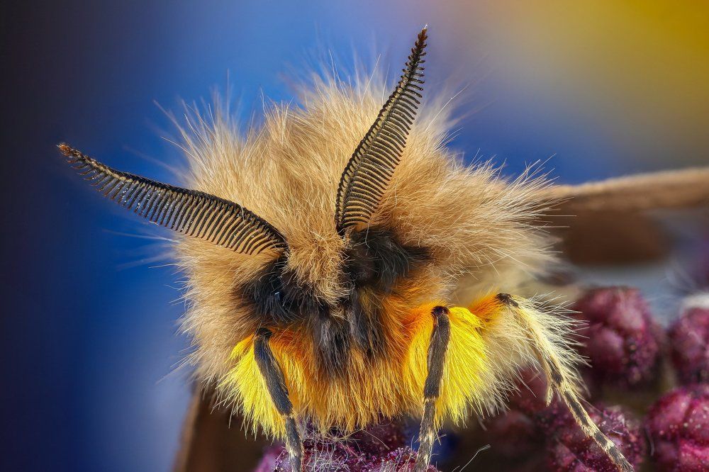 Ночная бабочка