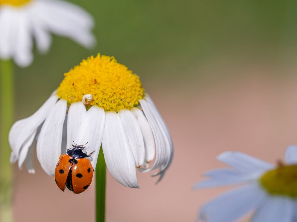 Улететь или посидеть?