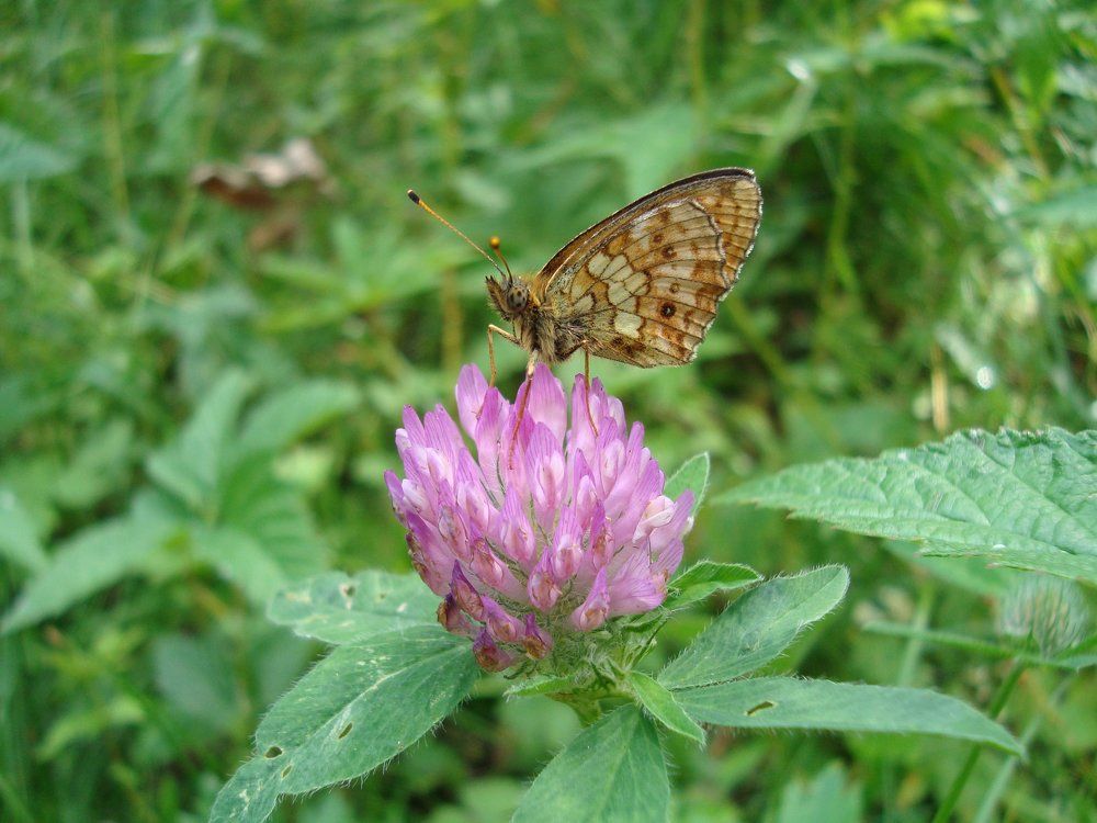 Летний день