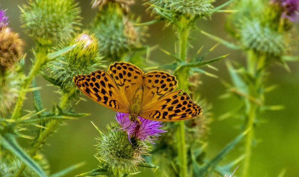 Бабочка и Колючка