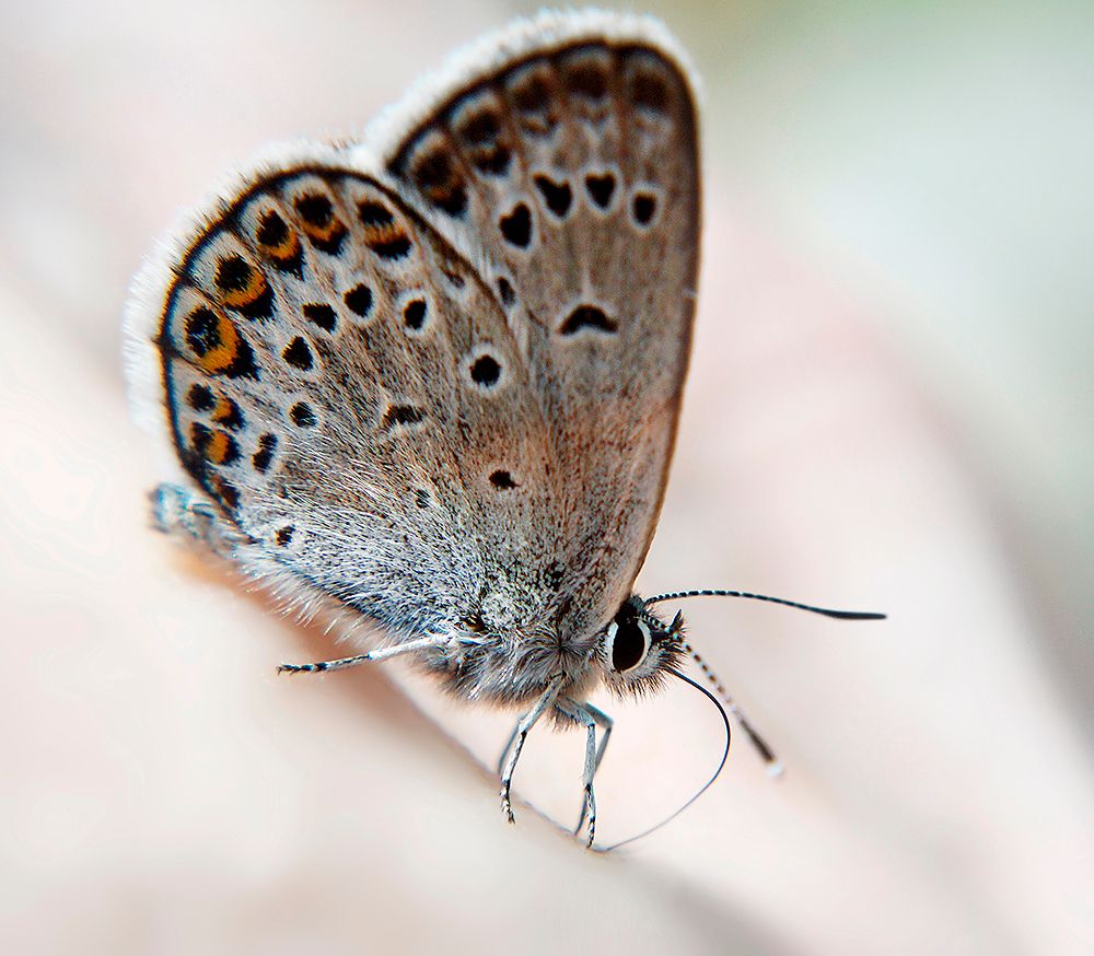 Голубянка в профиль.