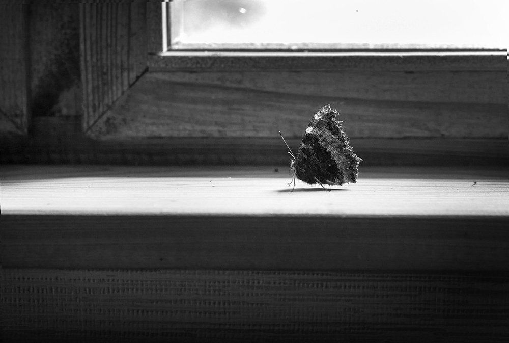 Лаконичнрость