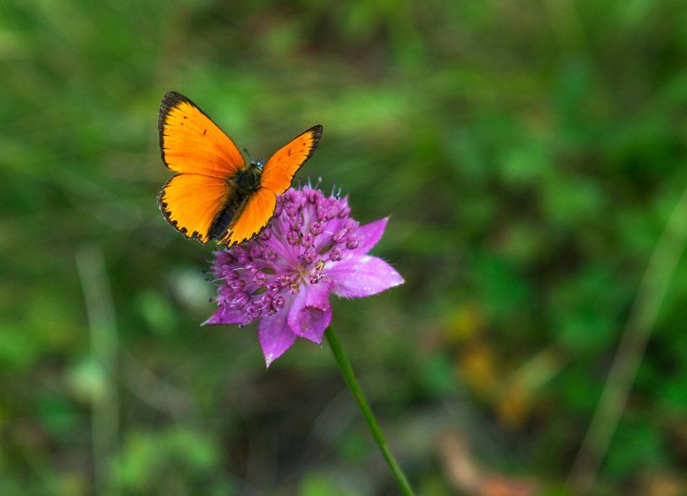 Оранжевое на розовом
