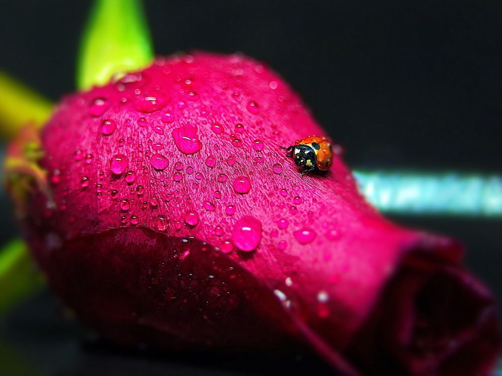 Божья коровка