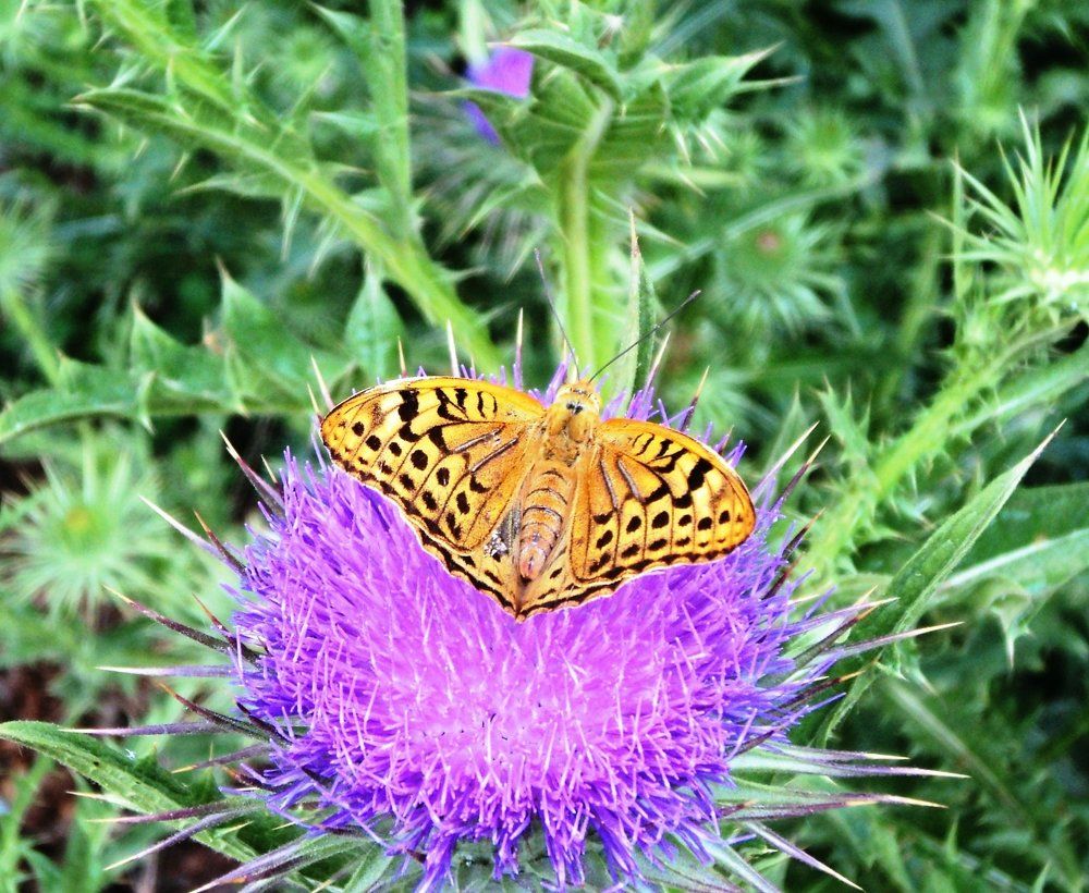 Перламутровка
