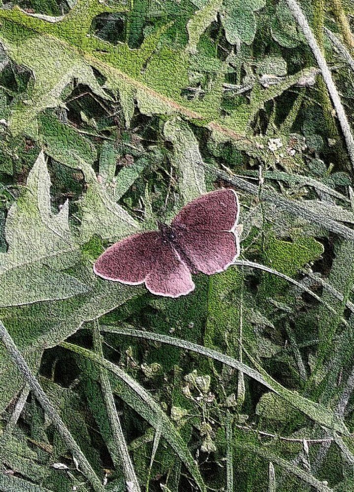 Бархатница