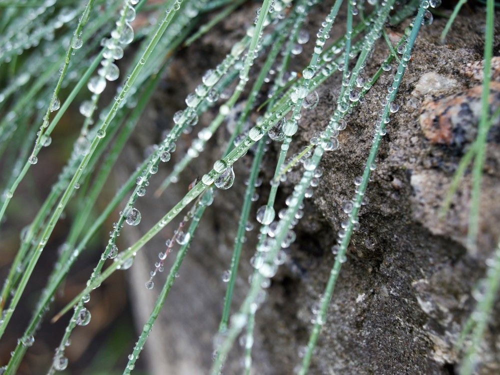 Necklace of rain