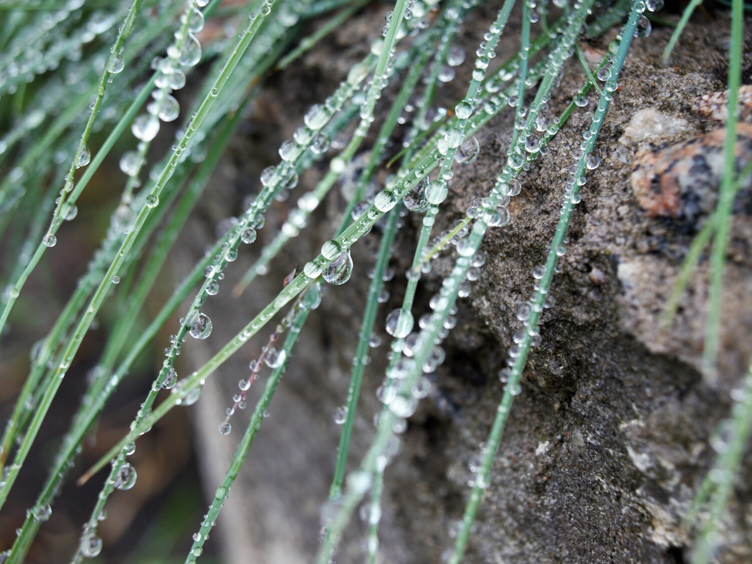 Necklace of rain