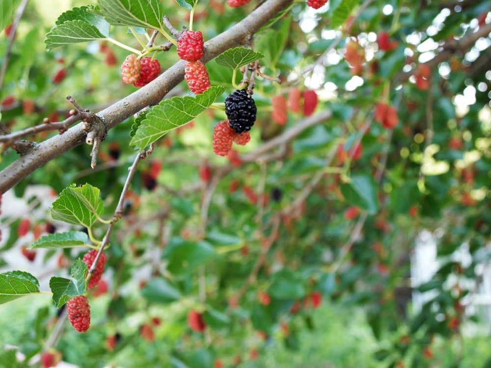 Mulberry