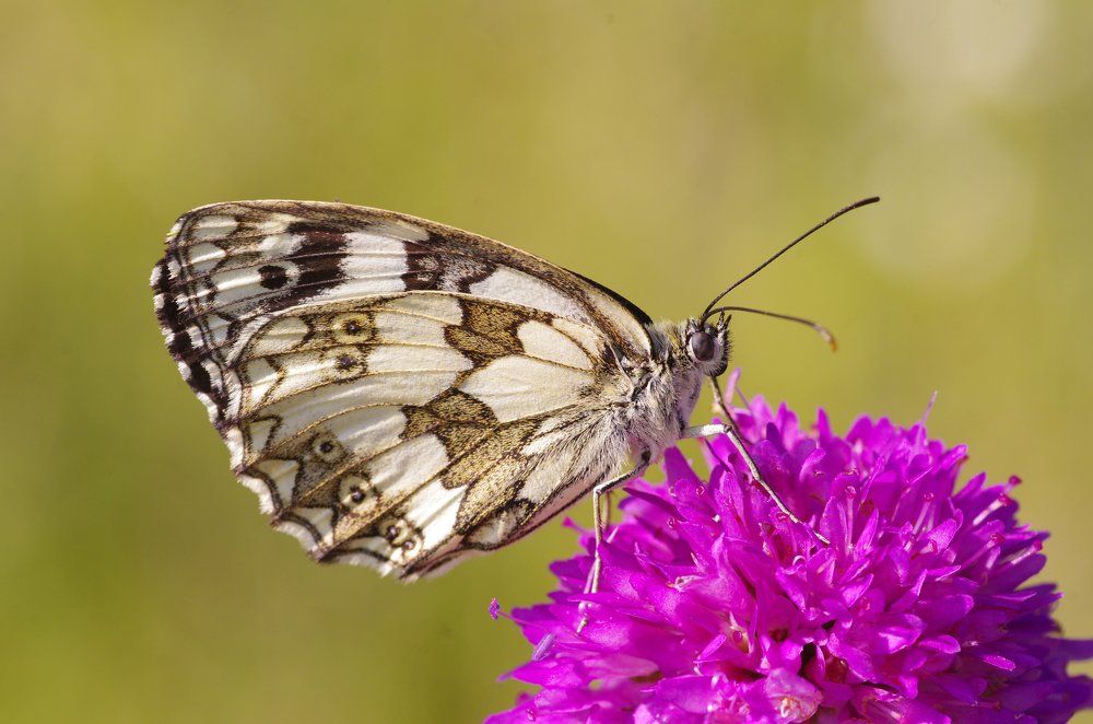 Melanargia galathea