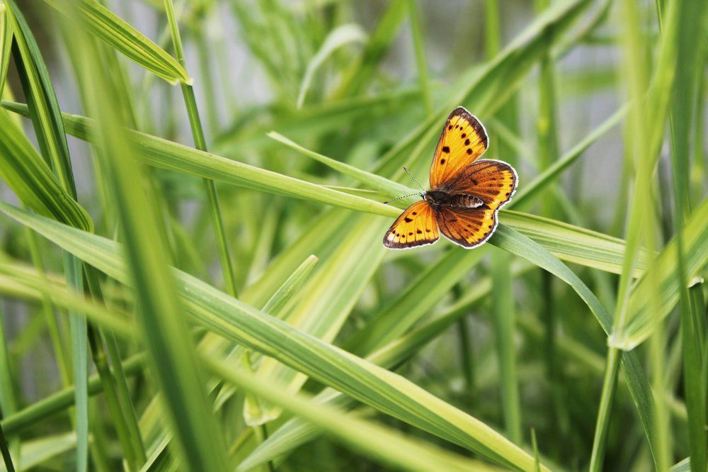 Фотография автора Гудкова Светлана