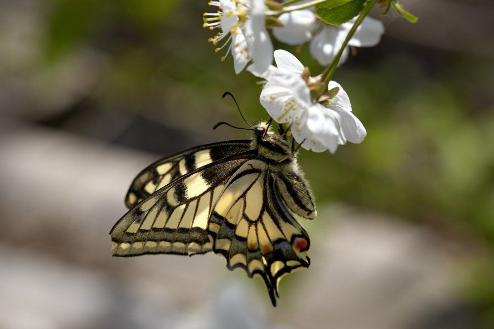 Photograph by Беспалов Александр