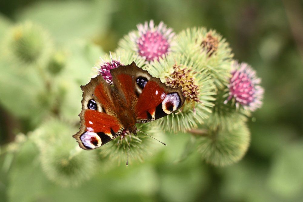 Фотография автора Гудкова Светлана