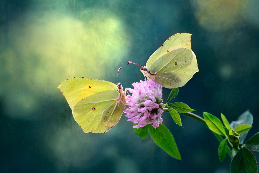 Свидание на медовом клевере