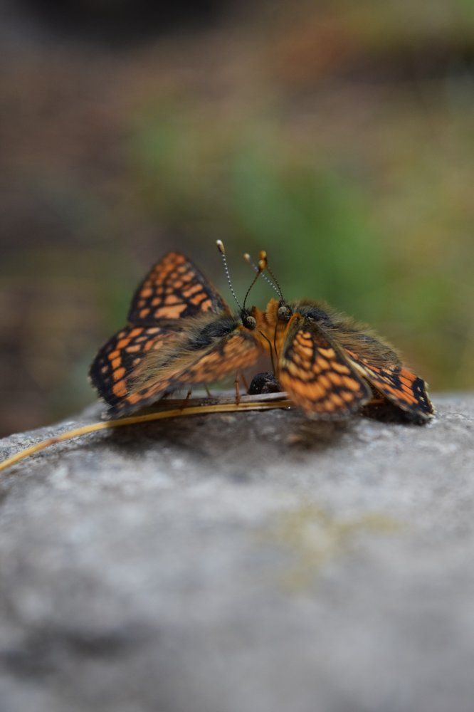 Колдовство над потомством