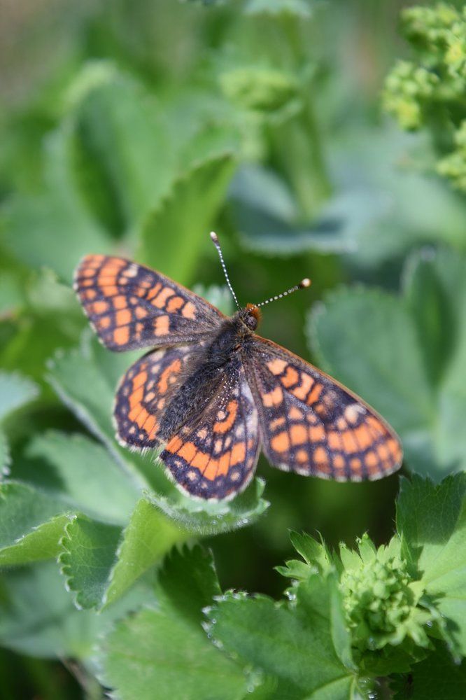 Вкусная зелень