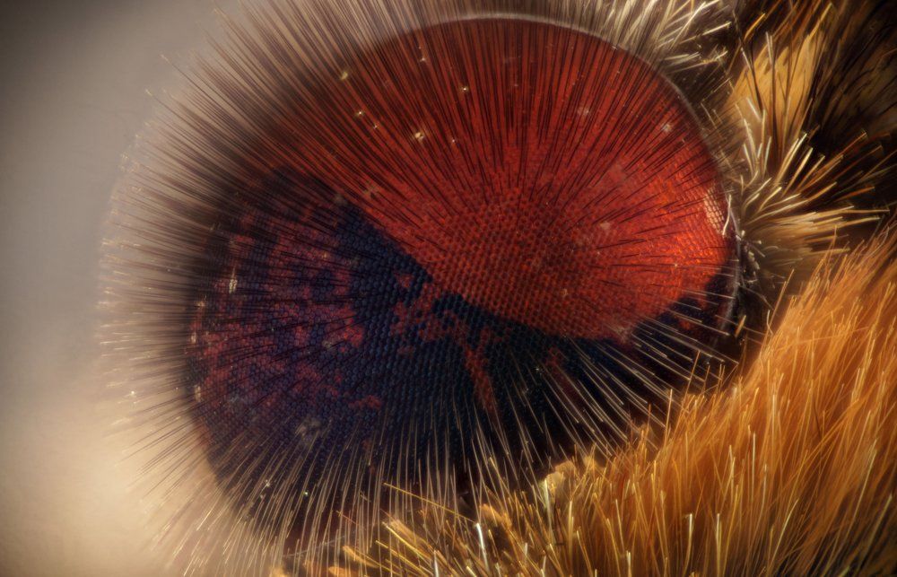 глаз бабочки