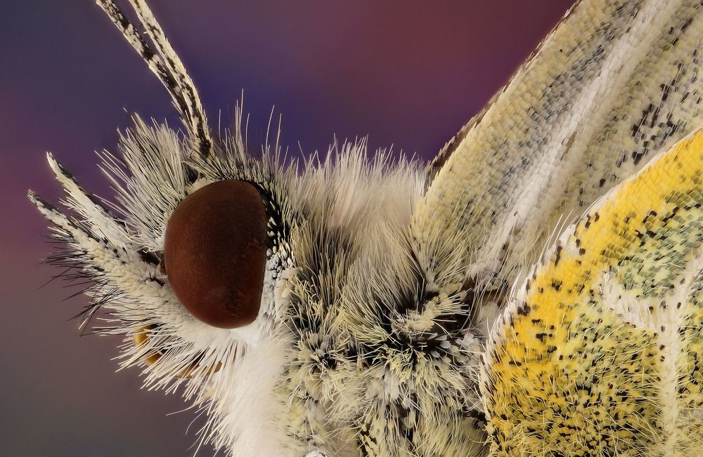 бабочка близко