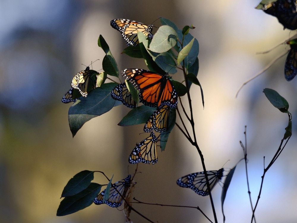 Monarch butterfly.