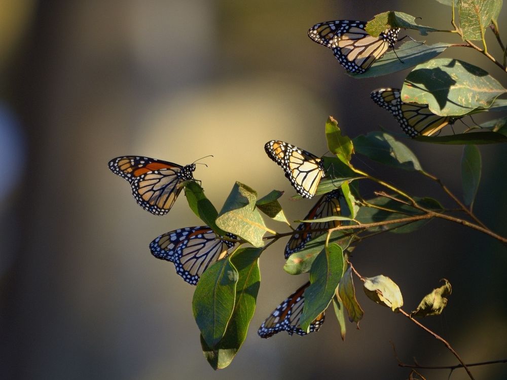 Migration.Monarch butterfly.