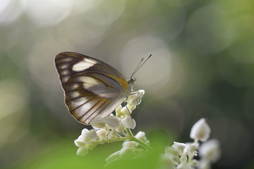 The Beauty of Nature