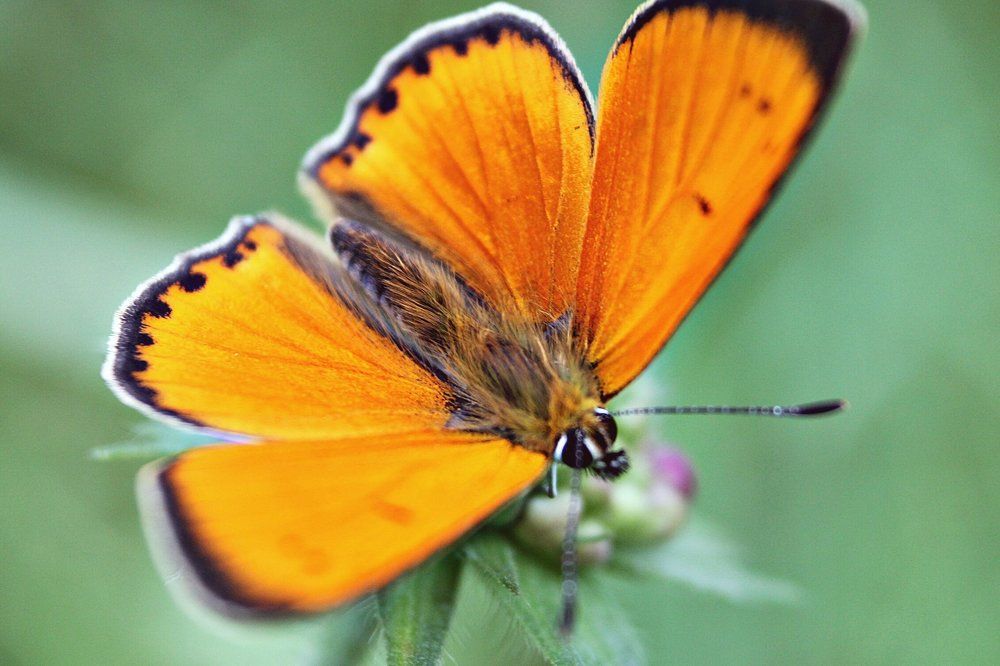 Огненная бабочка