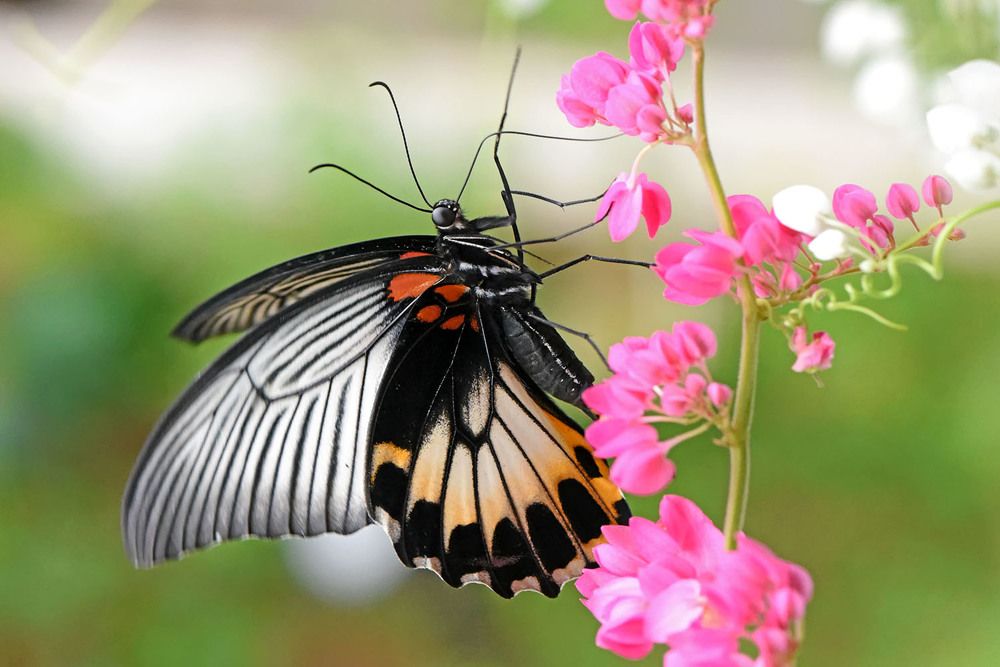 One of the beauty long tail butterfly