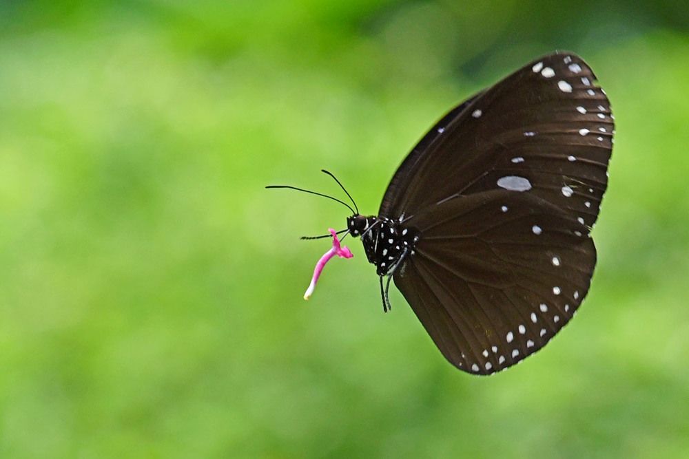 Flying with the part of lantanas flower