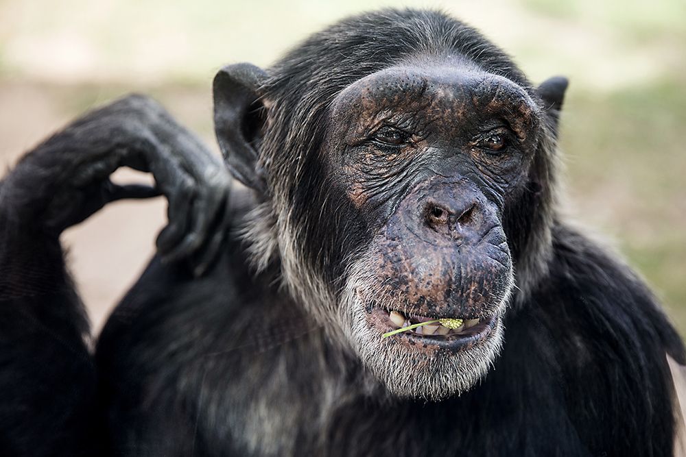 IMAGINATION LIKE A FOREST.