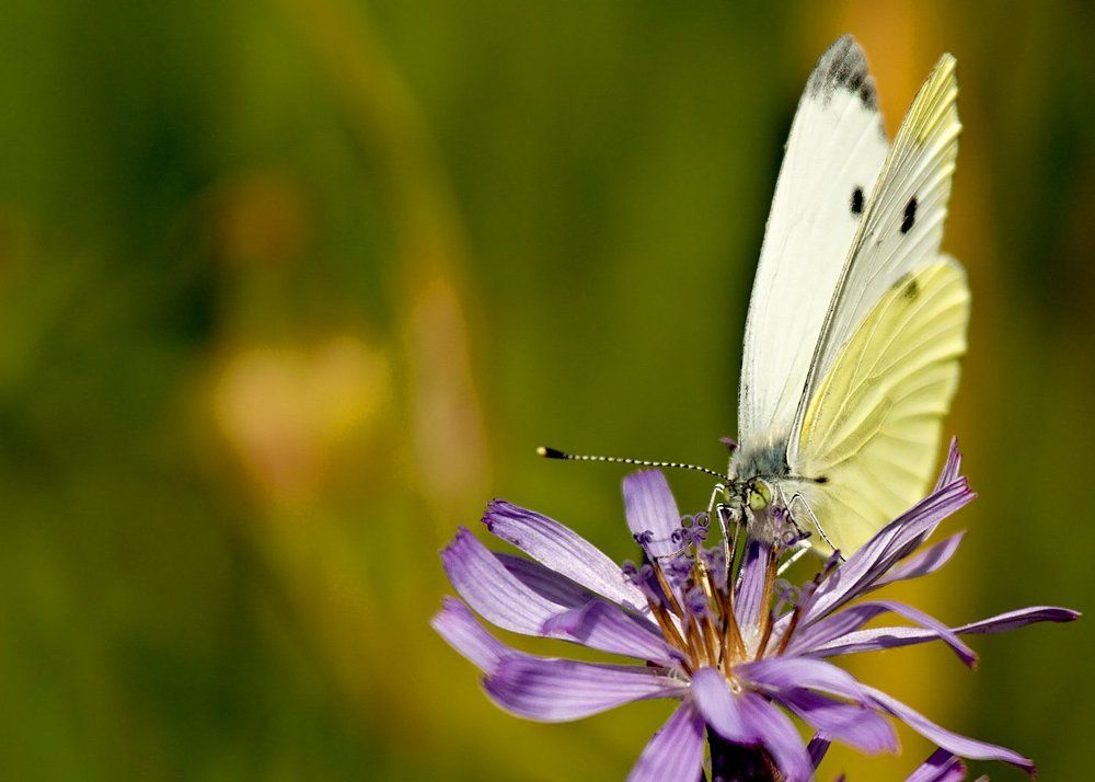 Бело-желтая