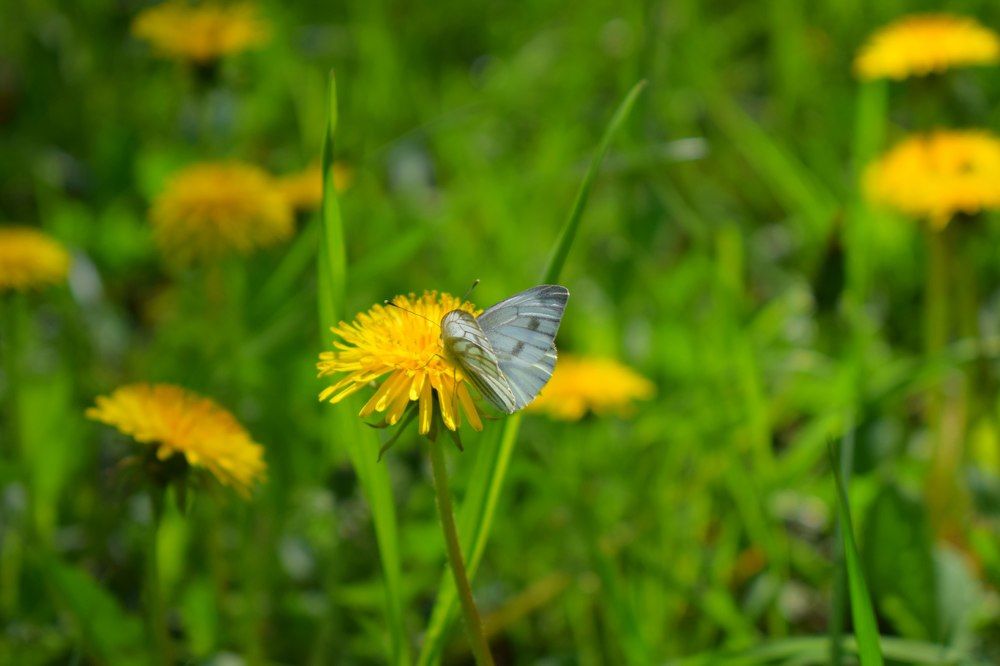 Бабочка капустница