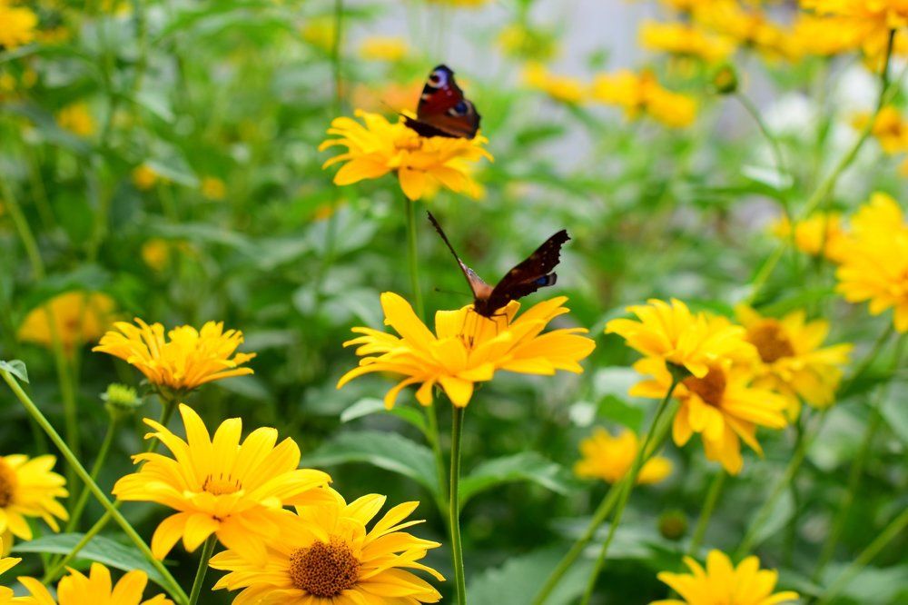 Симпатичные бабочки