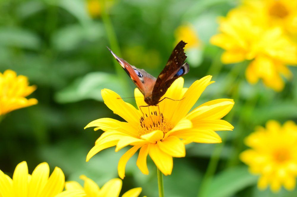 Бабочка павлиний глаз