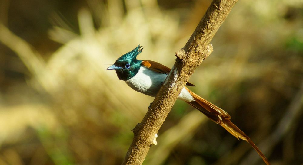 Ashian Paradise Flycatcher Juvenile Male