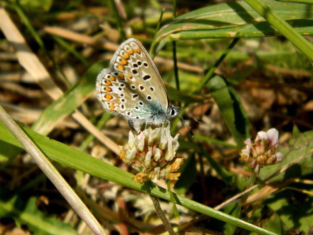 рыжая красавица