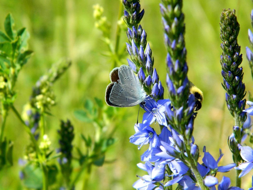 голубой мотылек