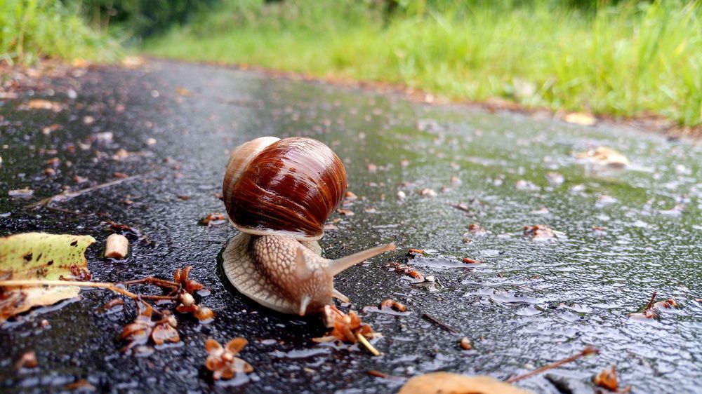 после дождика