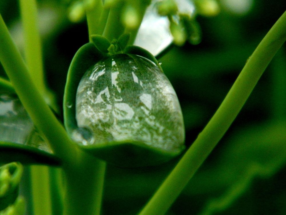 капля дождя