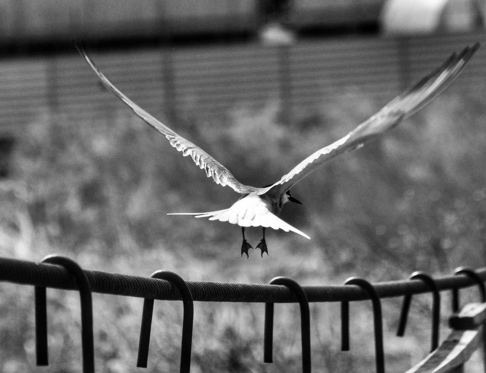 Photograph by Ирина Доровских