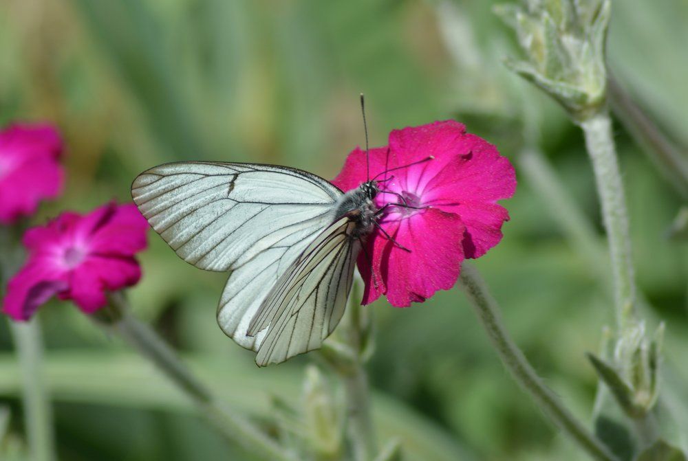 Боярышница