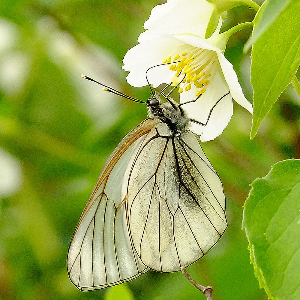 капустница