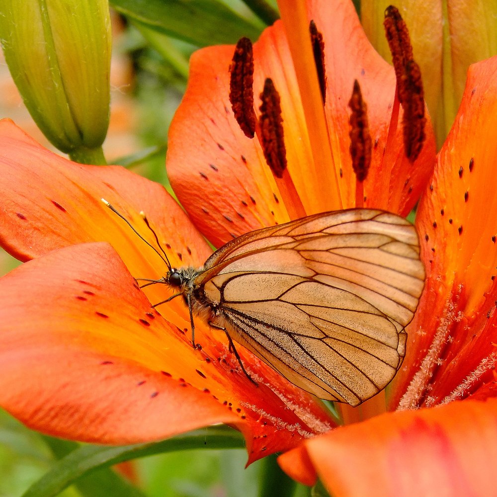бабочка на лилии