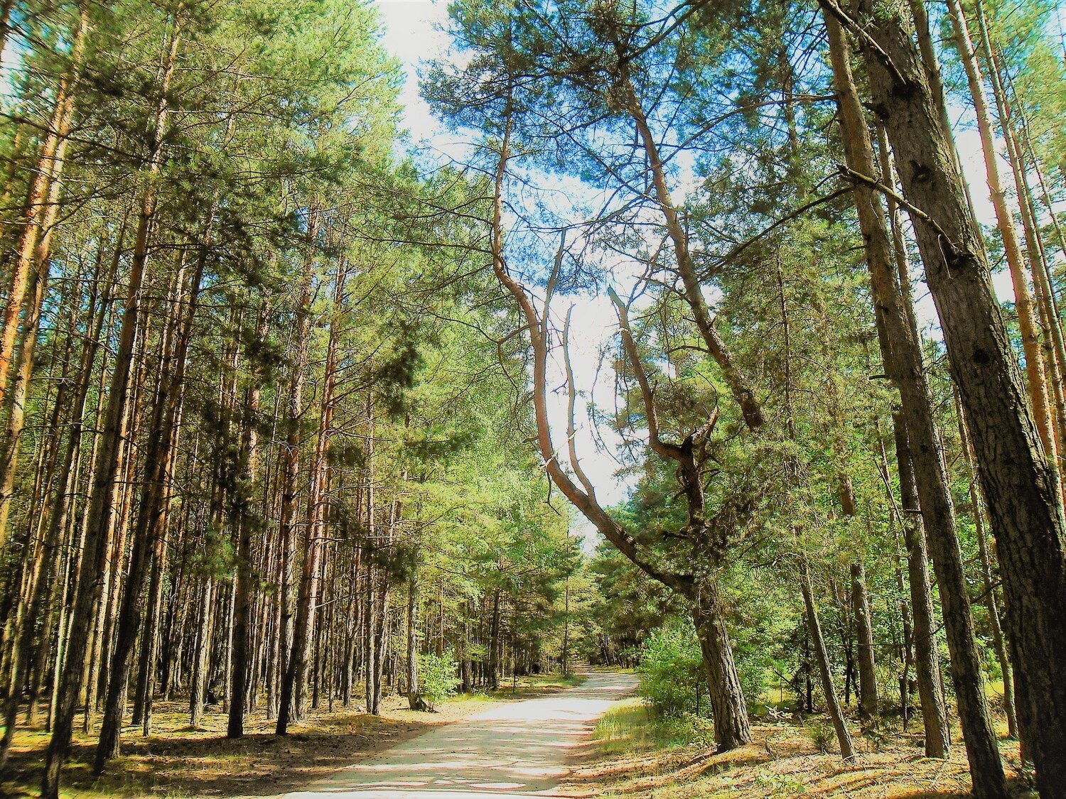 Tree Y in the forest