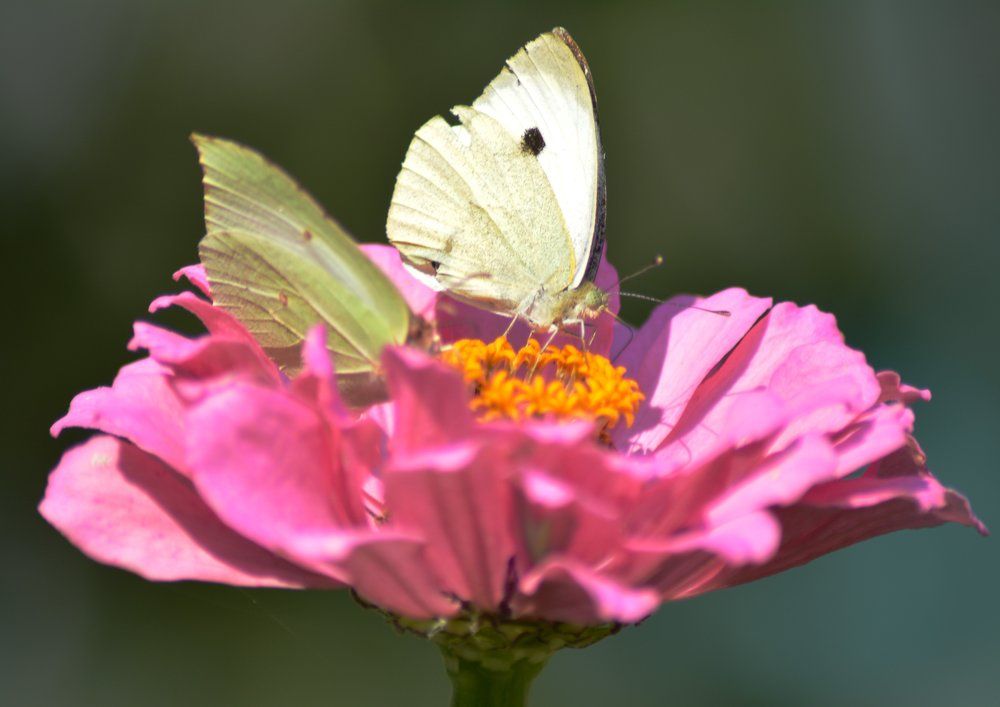 Photograph by Татьяна Кабанец