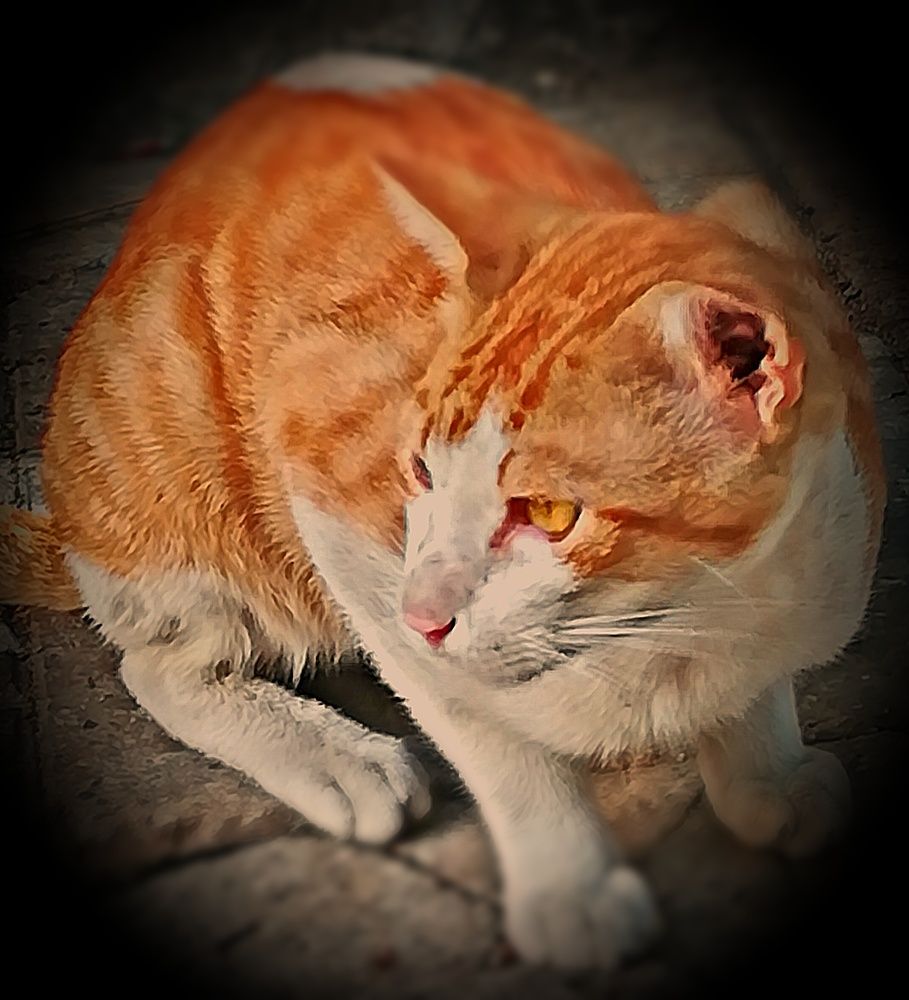 Cat