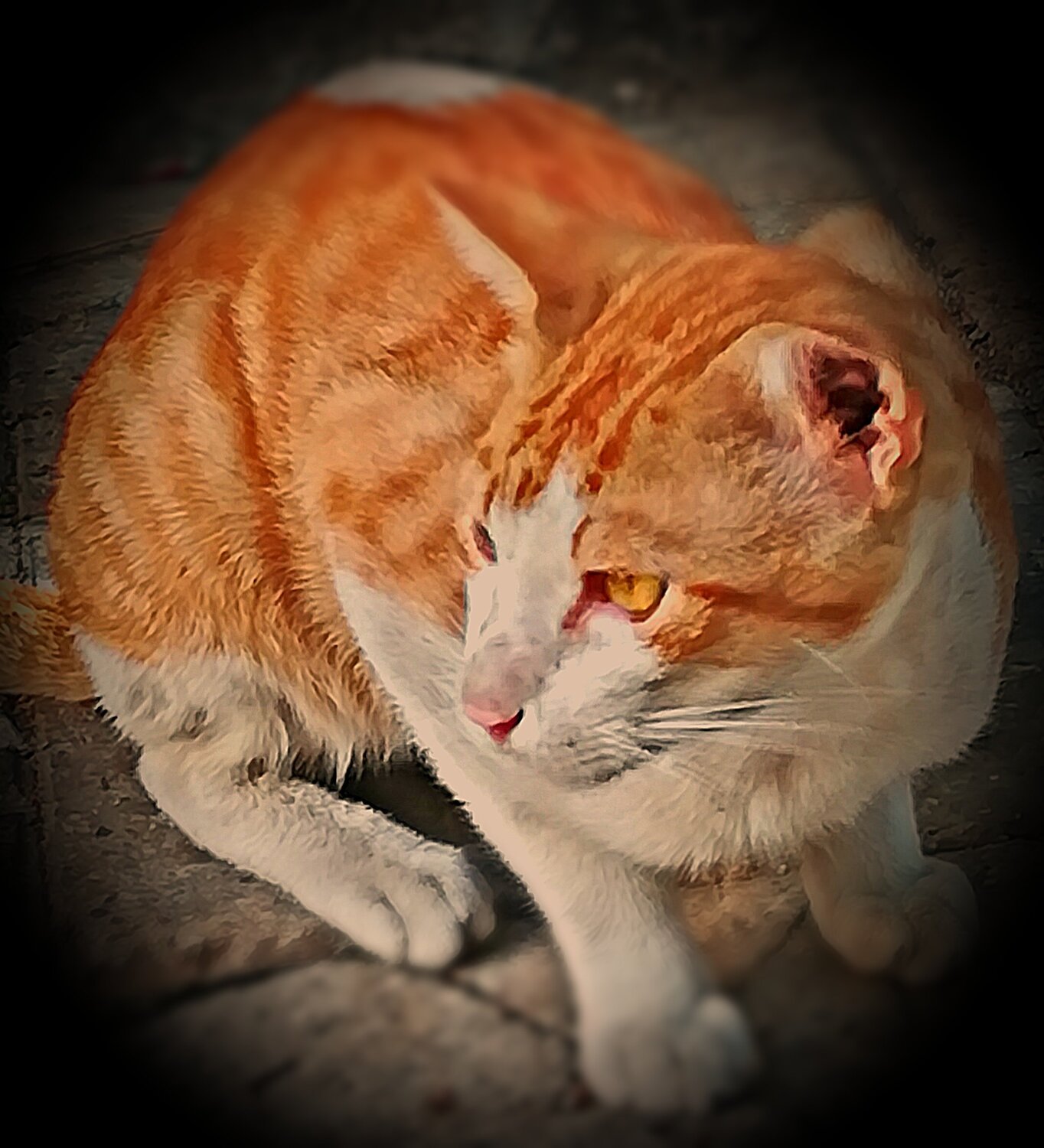 Cat