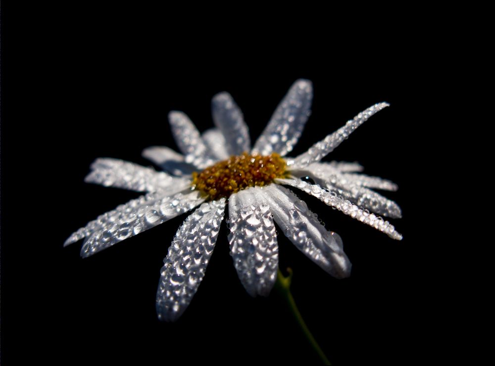 Photograph by Adrian