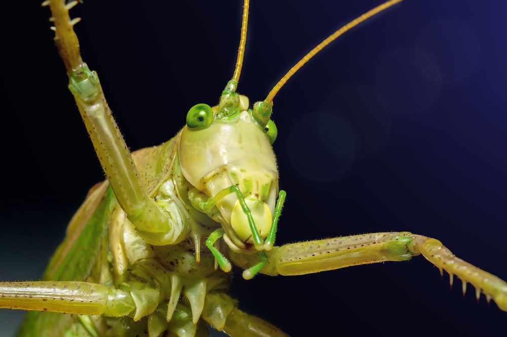 Дирижер больших и малых академических...