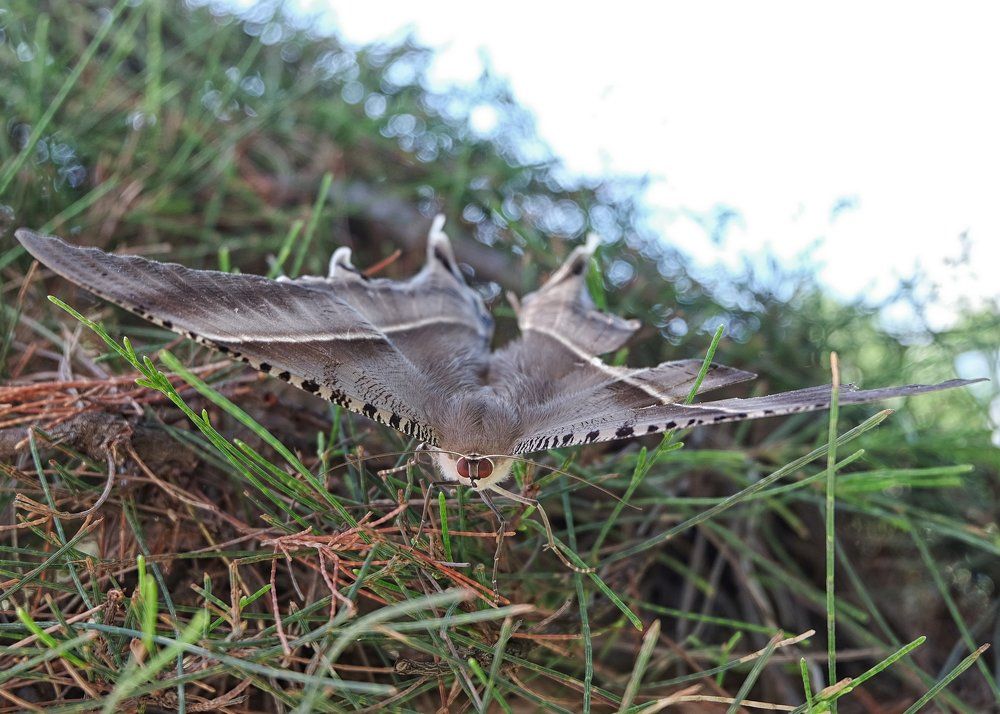 Незнакомка